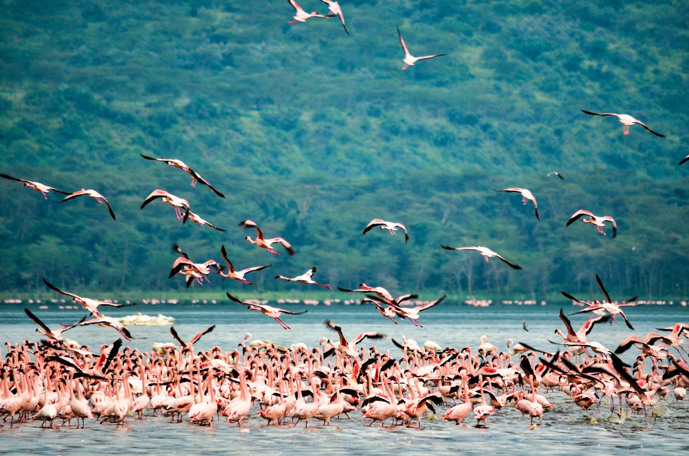Flamingos at Lake Nakuru with green hills in the background